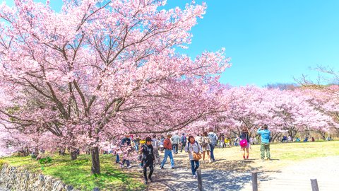 都内から春の絶景ドライブ。美しすぎる桜の名所「高遠城址公園」と「光前寺」