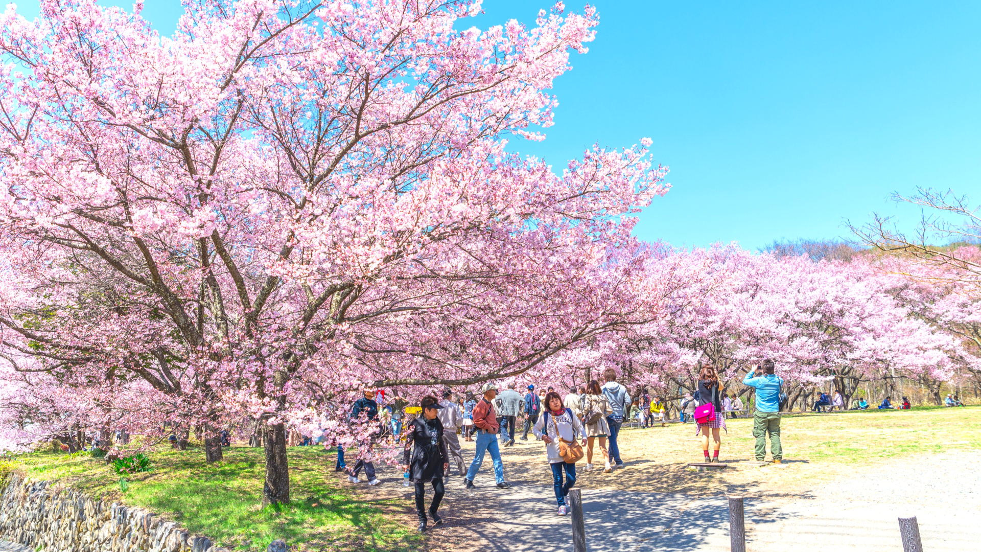都内から春の絶景ドライブ 美しすぎる桜の名所 高遠城址公園 と 光前寺 Trip Editor