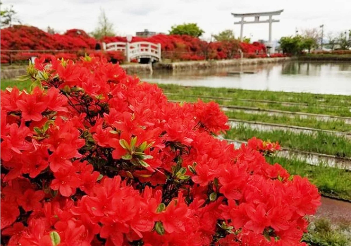 21 美しい花に癒されたい 京都のツツジの名所7選 ページ 3 3 Trip Editor