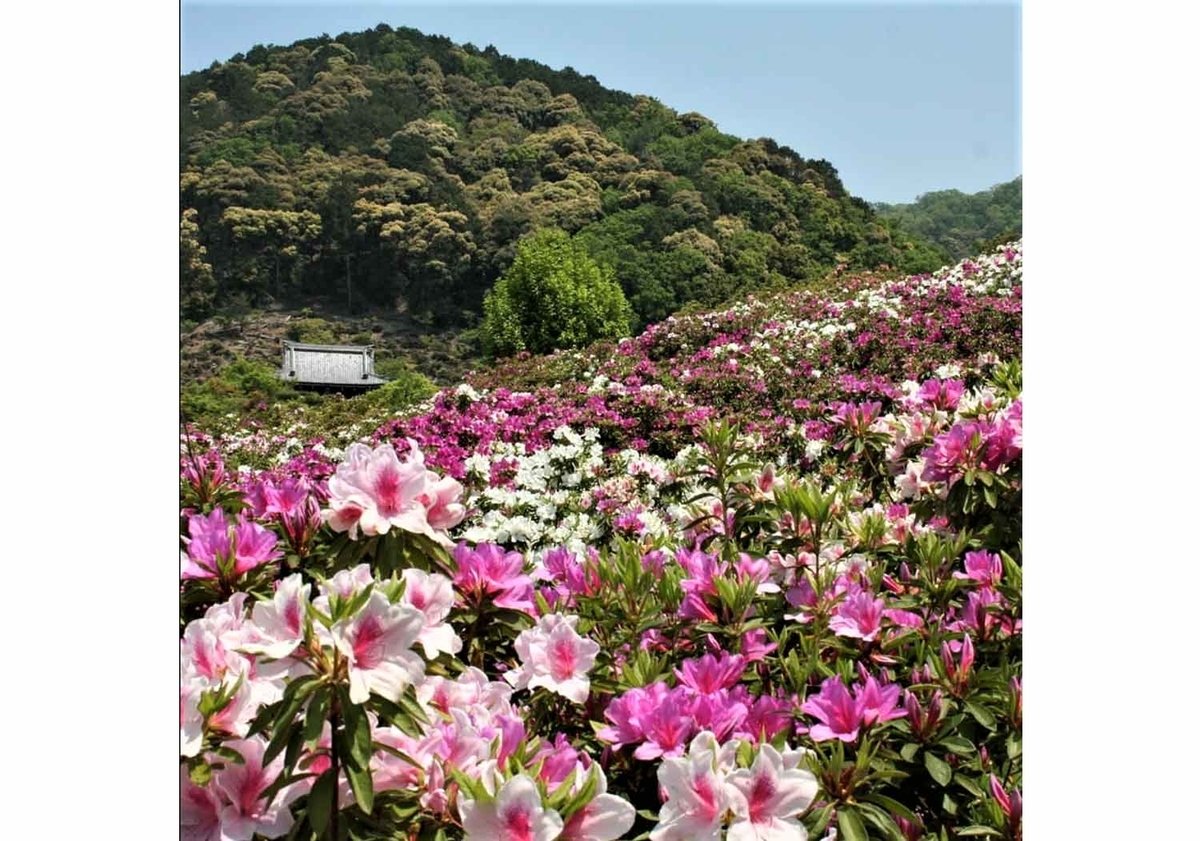 21 美しい花に癒されたい 京都のツツジの名所7選 ページ 3 3 Trip Editor