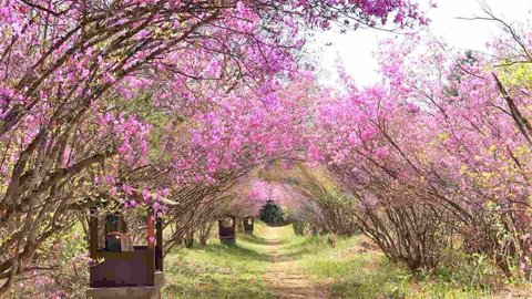 【2021】美しい花に癒されたい！ 京都のツツジの名所7選
