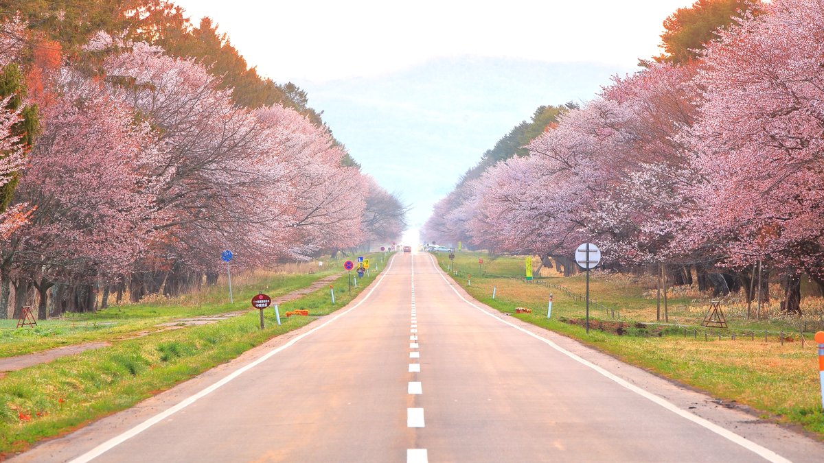 ドライブ旅にも Gwに見ごろを迎える北海道の絶景 桜の名所 7選 Trip Editor