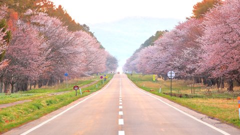 ドライブ旅にも。GWに見ごろを迎える北海道の絶景「桜の名所」7選
