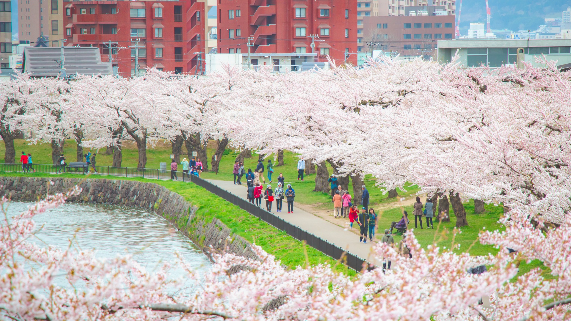 一年で最も遅い春の絶景 美しく咲き誇る 北海道の有名 桜の名所 5選 Trip Editor