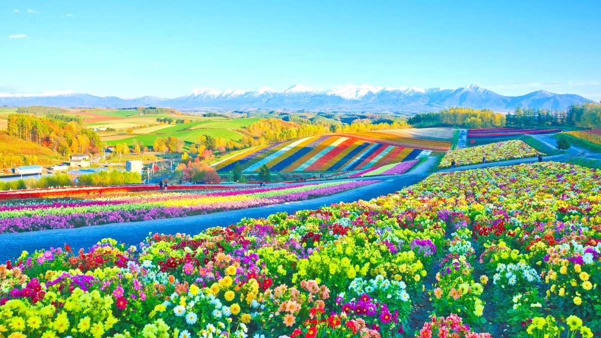 北海道の大自然を満喫！一生に一度は行きたい、夏のおすすめ「絶景の丘