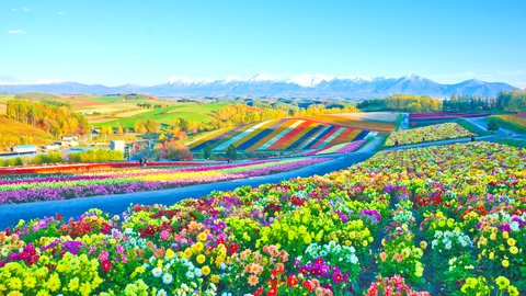 大自然が魅せるアート作品。人気の「北海道の丘」で絶景をめぐる旅へ