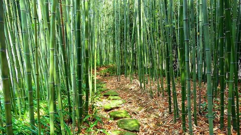 嵐山だけじゃない！ 京都の竹林が美しいスポット5選