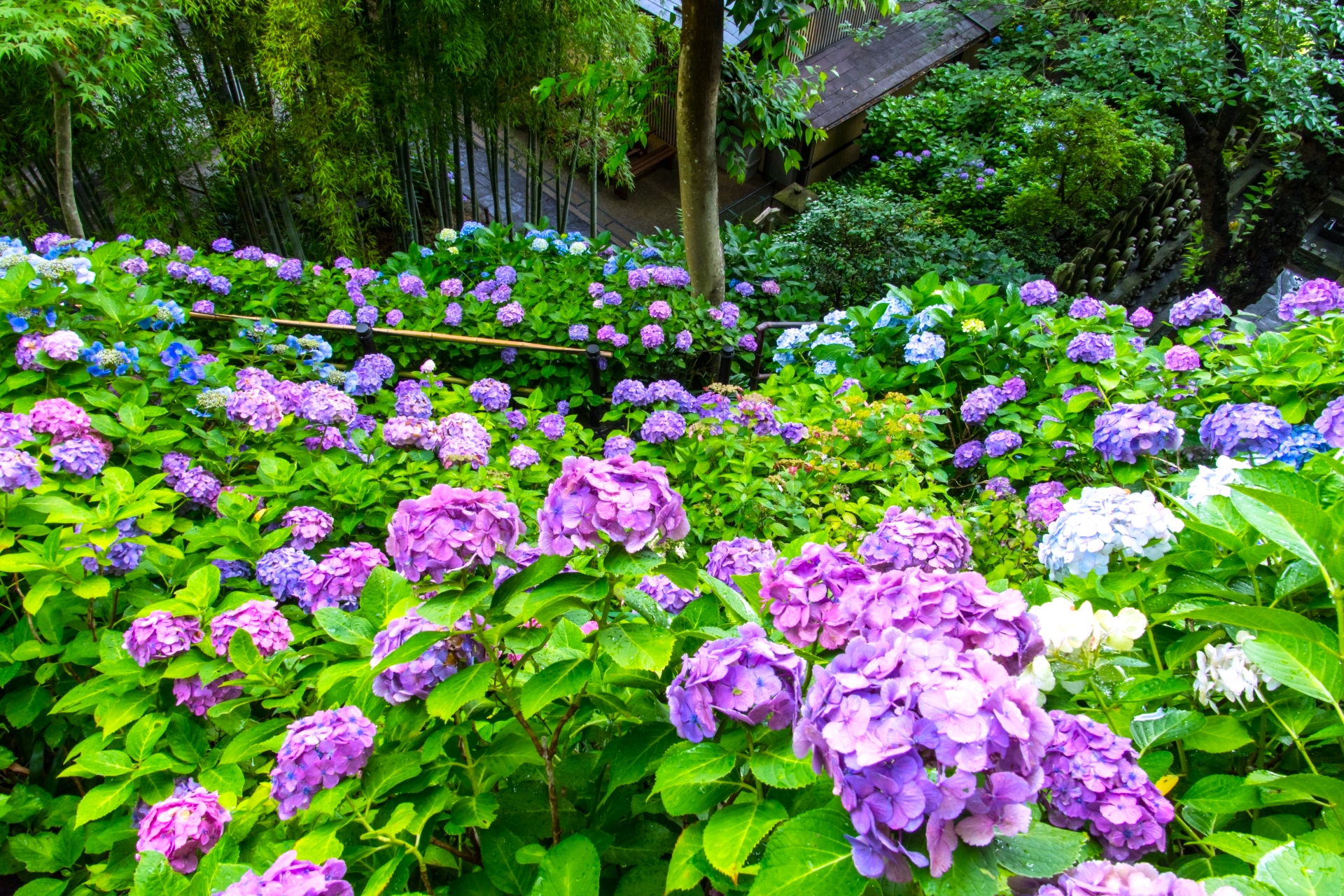 雨もしたたる初夏の絶景 紫陽花 アジサイ の名所 鎌倉 浄智寺 Trip Editor