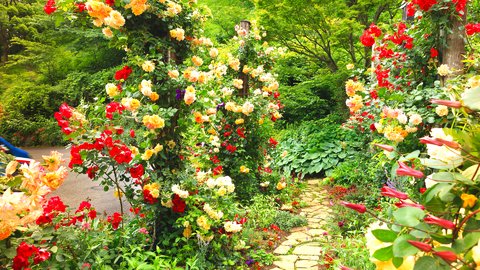 花と絶景の楽園。美しき「アカオハーブ&ローズガーデン」で癒しの1日