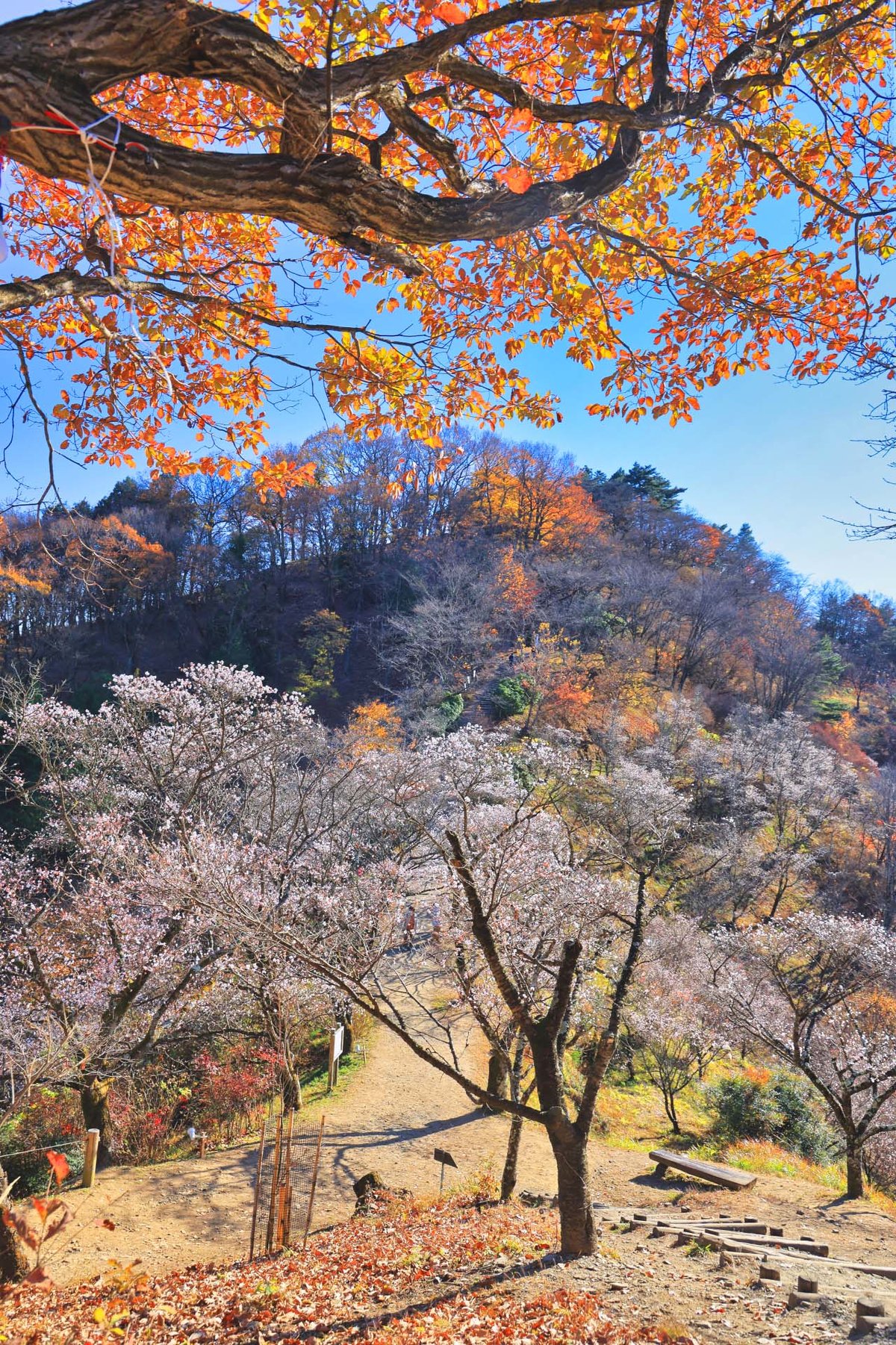 紅葉と桜を一緒に満喫 貴重な 冬桜 を楽しめる 桜山公園 の絶景 Trip Editor