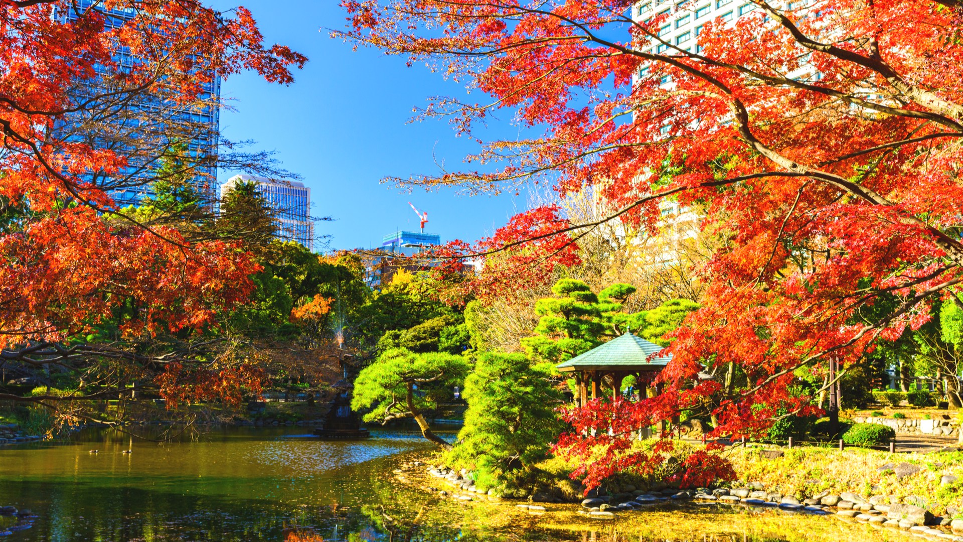 東京散歩 穴場アリ 千代田区を彩る絶景の 紅葉名所 6選 Trip Editor