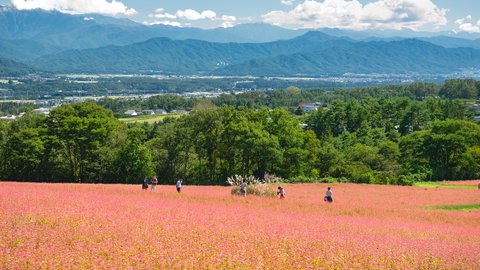 まるでルビー色の絨毯。長野県・伊那高原「赤そばの里」に咲く絶景花
