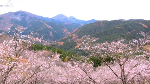 紅葉と桜を一緒に満喫！貴重な「冬桜」を楽しめる「桜山公園」の絶景