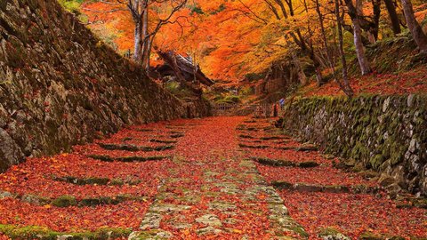 紅葉もグルメも欲張りに。「近江商人」の足跡をたどる滋賀・びわこ歴史旅