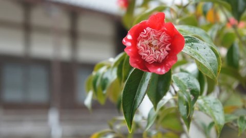 【2022】多種多様に咲き誇る冬〜春の花―京都・椿（ツバキ）の名所9選