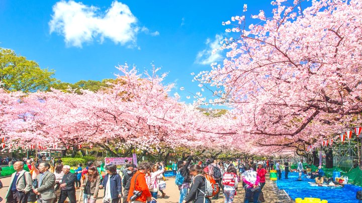 希少！大村廣陽 木版画「上野公園の桜」 送料無料】希少！大村廣陽 木