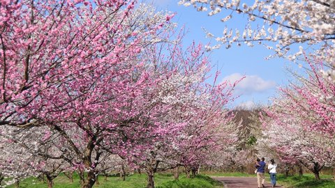 【2022】京都府内の梅の名所10選〜春を告げる気高き紅白の花