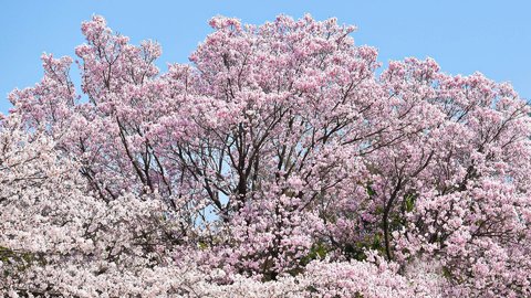 都内の穴場も。春を感じる美しき「梅＆桜」早咲き名所で東京さんぽ