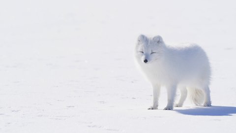 可愛すぎ…！冬に魅力が爆発する北海道「旭山動物園」120%の楽しみ方