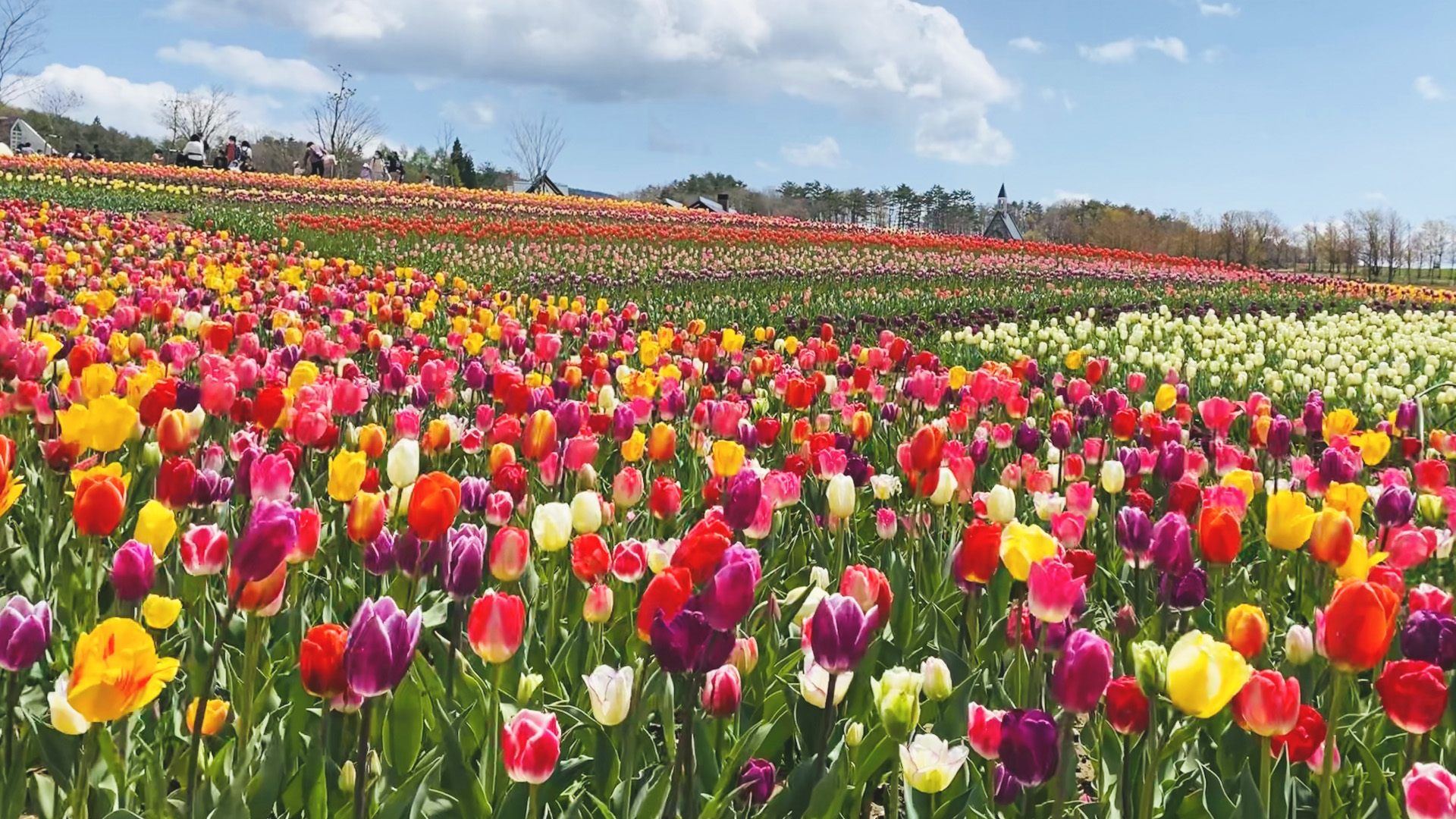 ドライブに最適 絶景の花が咲き誇る楽園 ひるがの高原 牧歌の里 Trip Editor