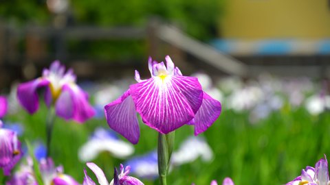 1カ月の限定オープン。紫陽花も楽しめる雨の絶景「染谷花しょうぶ園」
