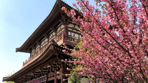 中国と日本、こんなに違う！？美しい桜を愛でる「お花見」事情