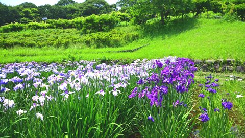 初夏が絶景の見ごろ。美しすぎる日本有数の庭園「横須賀しょうぶ園」