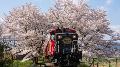 【2022】ー京都の車窓からー絶景桜旅12選