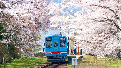 観光列車で桜にホタルの絶景も。自然豊かなローカル線「樽見鉄道」の魅力