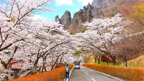5月でも間に合う！遅咲きの桜を日帰りで楽しめる関東近郊「桜の名所」5選