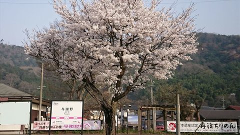 京都・与謝野町を「日本一の桜のまち」にする「百商一気」プロジェクト