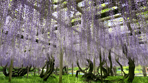 【2022】京都府内の艶やかな「藤の花」おすすめ観賞スポット