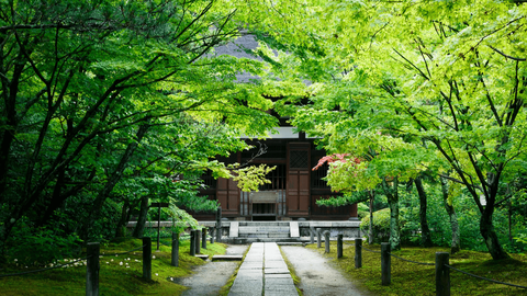 【2022】新緑の季節到来―京都府内「青もみじ」の名所