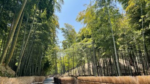 竹藪なのに庭園のような美しさ！京都向日市「竹の径」のヒミツ