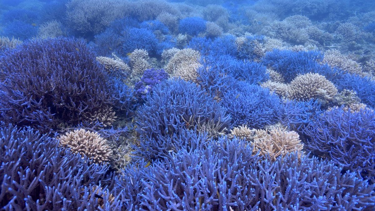 サンゴが魅せる青い絶景。水中写真家が驚いたまだ知らぬ海の美しさ
