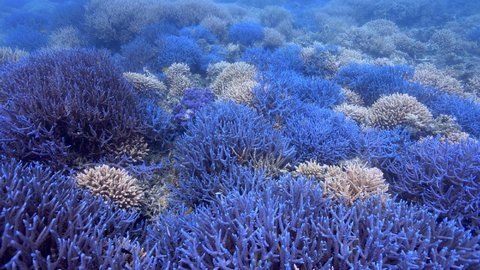 サンゴが魅せる青い絶景。水中写真家が驚いたまだ知らぬ海の美しさ