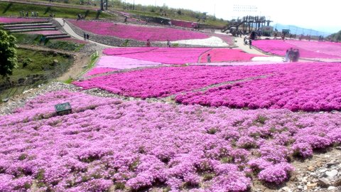桜のあとは芝桜！ピンク色の絨毯が一面に広がる絶景スポット5選