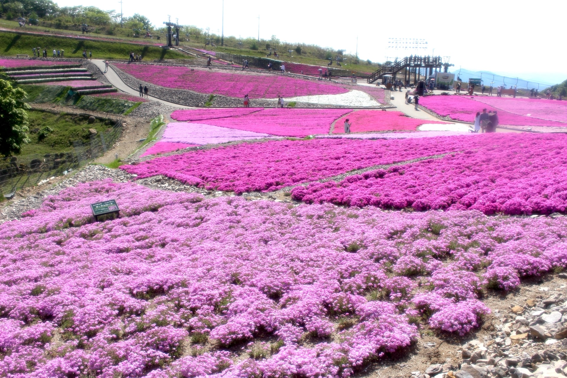 桜のあとは芝桜 ピンク色の絨毯が一面に広がる絶景スポット5選 Trip Editor