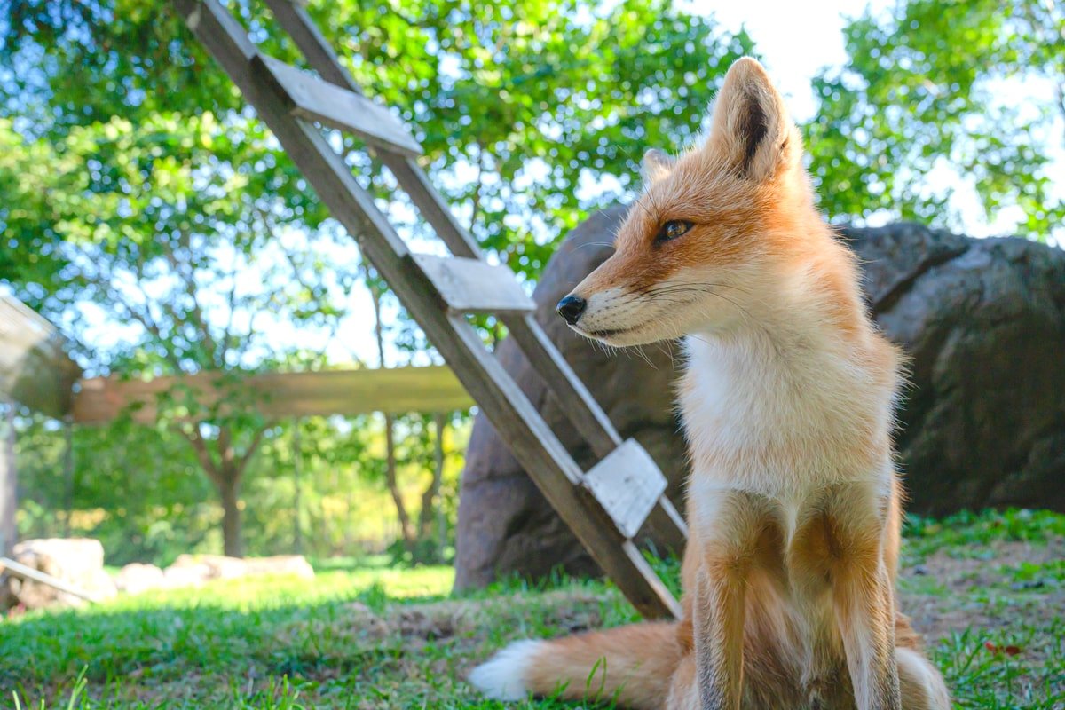 動物とのふれあいも 夏に楽しめる北海道のおすすめ 動物園 5選
