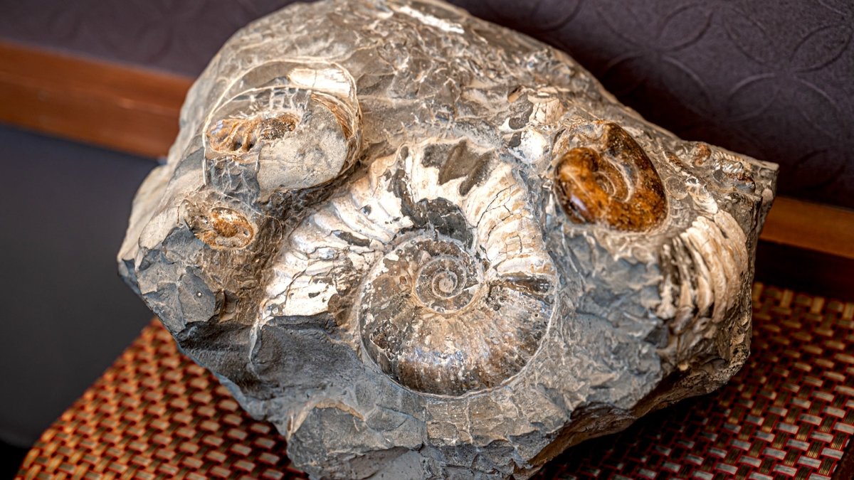 隠された宝を探して。貴重な「化石発掘」が体験・見学できる全国の