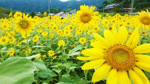 【2022】京都のひまわり畑おすすめスポット〜名所から穴場まで一挙紹介！