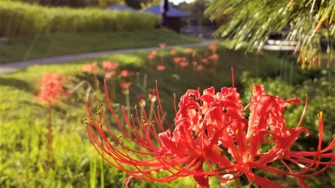 【2022】秋の始まりを告げる紅蓮の花ー京都府の彼岸花スポットー