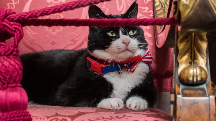 ネズミを捕まえる公務員の猫ちゃん！？世界の要人に愛される「ネコ」大