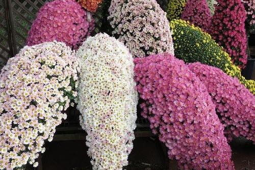 22 秋の京都で気品に満ちた花を愛でる 菊 おすすめスポット Trip Editor