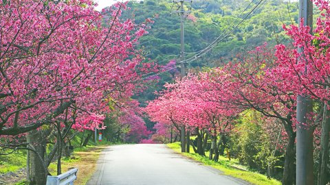 日本一早い桜を求めて。沖縄「もとぶ八重岳桜まつり」で春を先取り