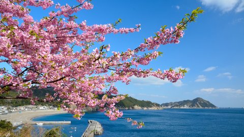 温泉と早咲き桜を求めて。大分県で春を一足早く感じる「花の絶景」名所