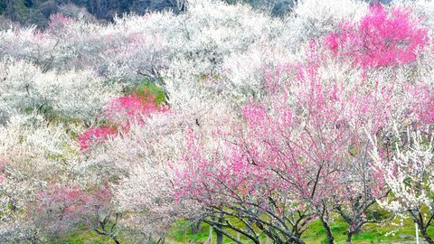 日本一の早咲き桜も。日帰り旅におすすめ関東近郊「花の絶景名所」