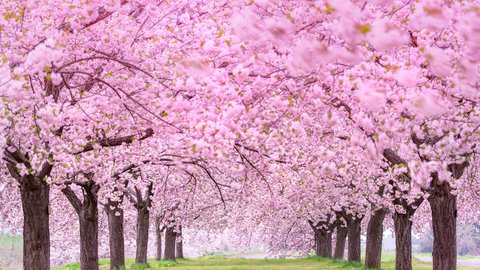 なぜ外国人は日本の「春」を熱愛するのか？その意外な理由とは
