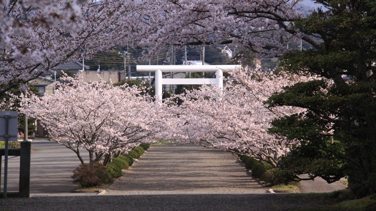 Amazon.co.jp: 日本三大金運神社 安房神社 金運御守 R6/3/15授与