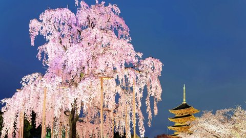 2023年がチャンス？春の訪れを知らせる、全国の期間限定「桜の特別公開」